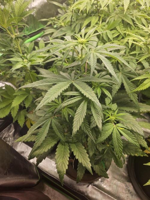 California Sour Diesel Auto Winter grow. Week 5
