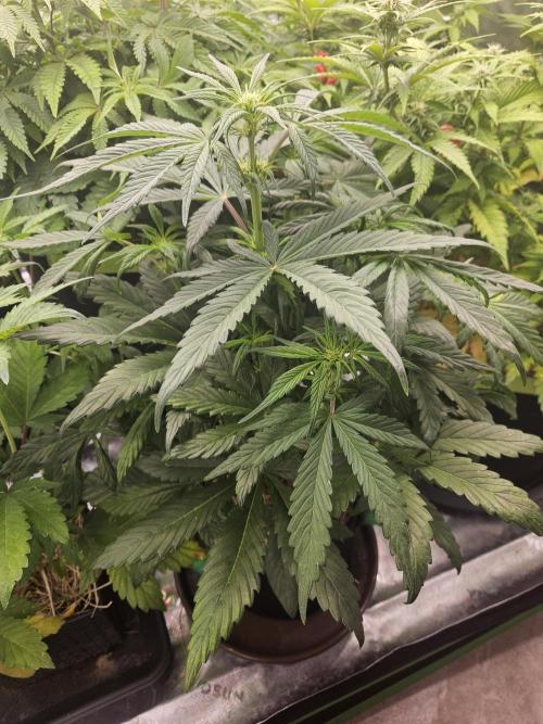 California Sour Diesel Auto Winter grow. Week 5