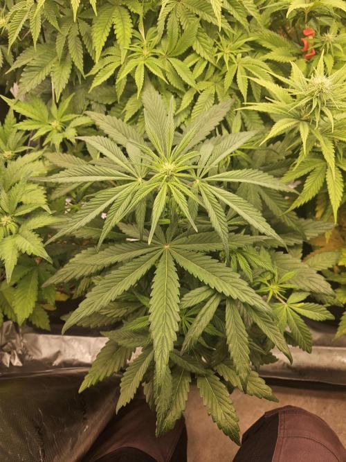 California Sour Diesel Auto Winter grow. Week 5