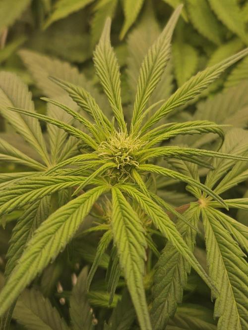 California Sour Diesel Auto Winter grow. Week 5