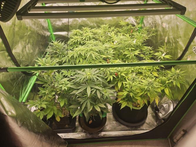 Gorilla Cookies Auto - Winter grow. Week 5