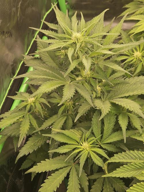 Gorilla Cookies Auto - Winter grow. Week 5