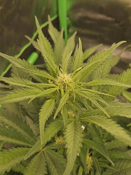 Gorilla Cookies Auto - Winter grow. Week 5