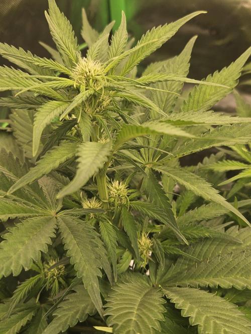 Gorilla Cookies Auto - Winter grow. Week 5
