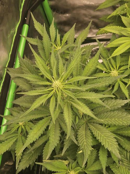 Gorilla Cookies Auto - Winter grow. Week 5