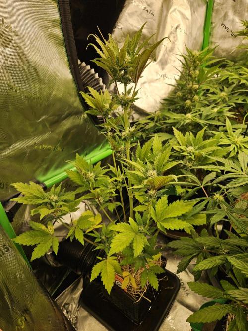 White Cheese Auto Winter grow. Week 6