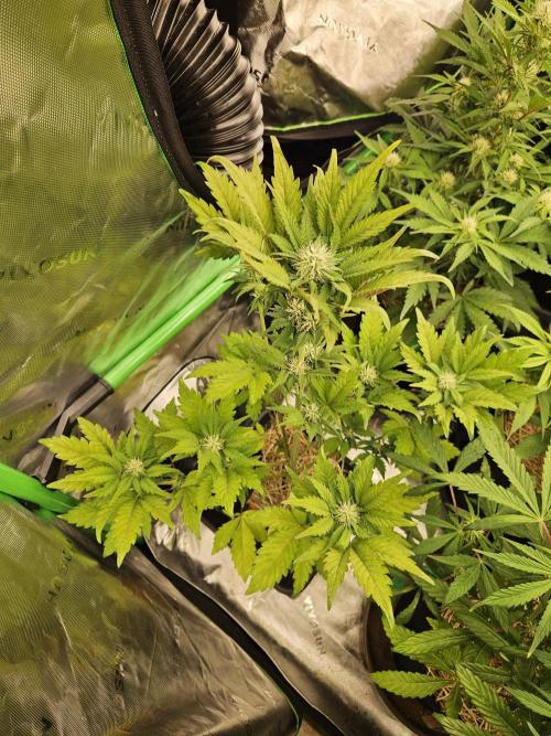 White Cheese Auto Winter grow. Week 6