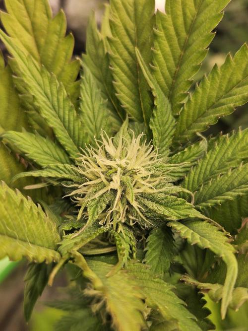 White Cheese Auto Winter grow. Week 6