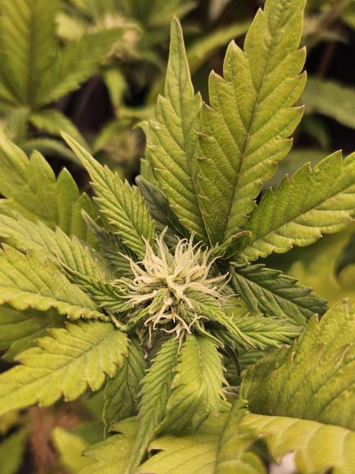 White Cheese Auto Winter grow. Week 6