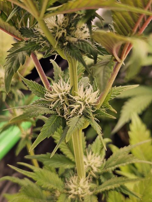 White Cheese Auto Winter grow. Week 6