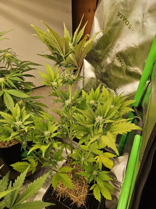 White Cheese Auto. Week 6