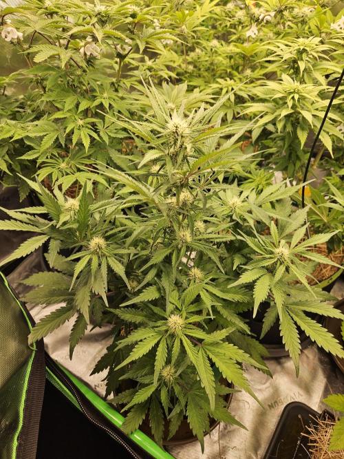 Gorilla Cookies Auto - Winter grow. Week 6
