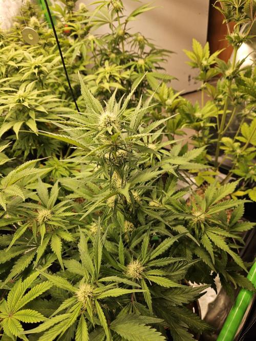 Gorilla Cookies Auto - Winter grow. Week 6