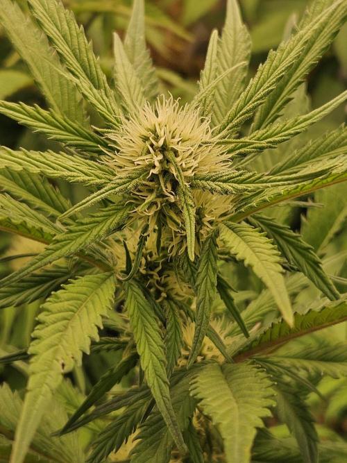 Gorilla Cookies Auto - Winter grow. Week 6
