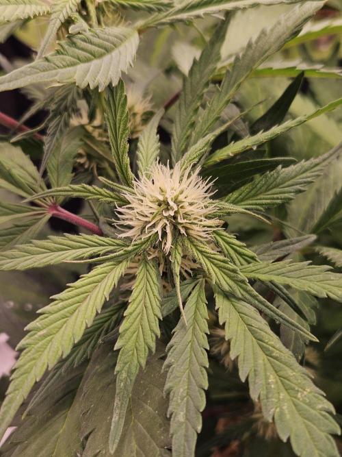 Gorilla Cookies Auto - Winter grow. Week 6