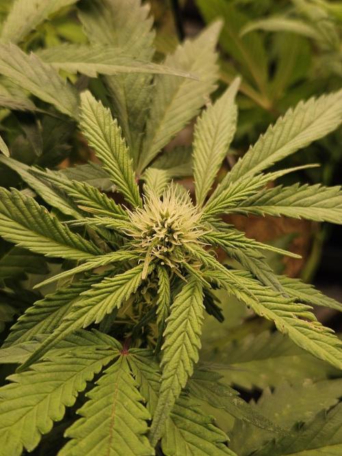 Gorilla Cookies Auto - Winter grow. Week 6