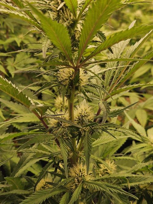 Gorilla Cookies Auto - Winter grow. Week 6