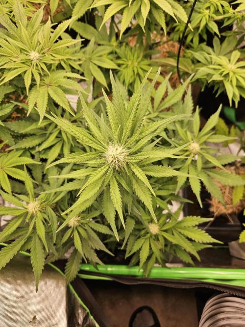 Gorilla Cookies Auto - Winter grow. Week 6