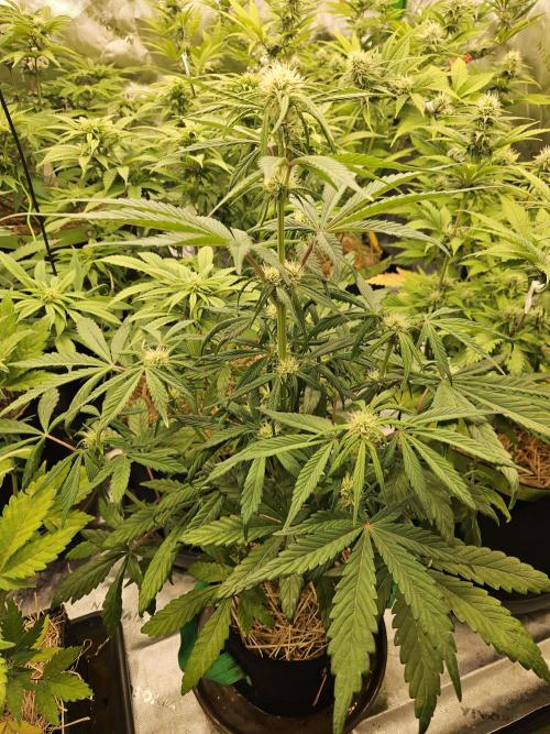 California Sour Diesel Auto Winter grow. Week 6