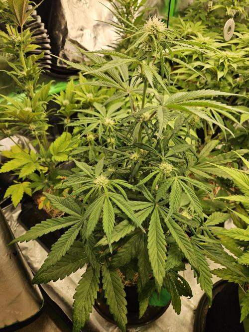 California Sour Diesel Auto Winter grow. Week 6
