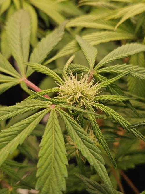 California Sour Diesel Auto Winter grow. Week 6