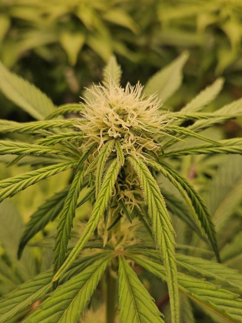 California Sour Diesel Auto Winter grow. Week 6