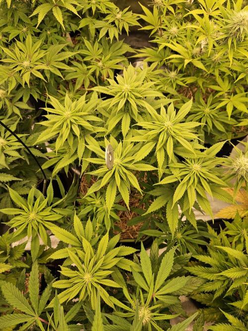 Cherry Dream - Kannabia - Winter Grow. Week 9