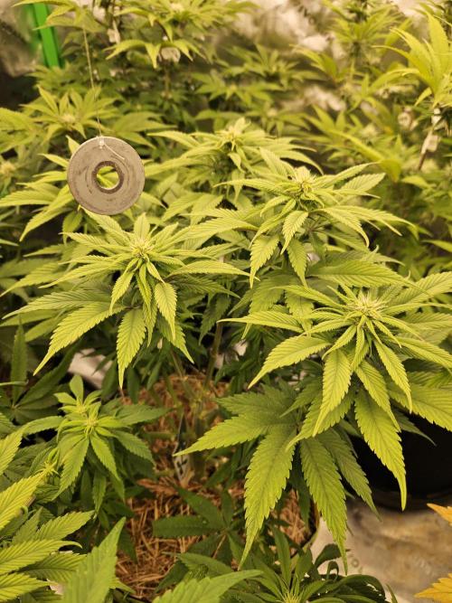 Cherry Dream - Kannabia - Winter Grow. Week 9