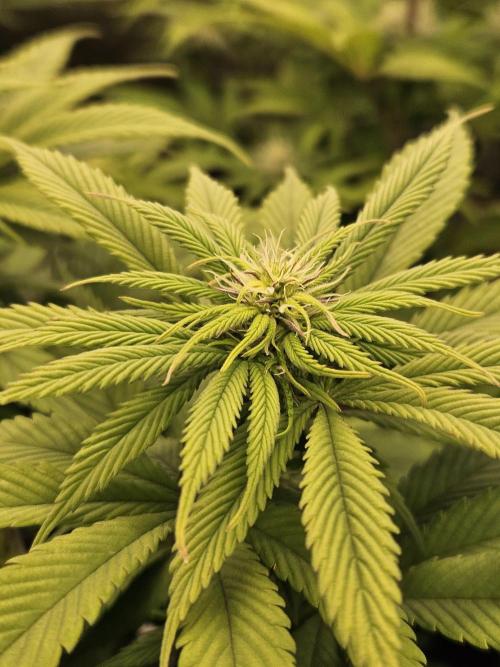 Cherry Dream - Kannabia - Winter Grow. Week 9