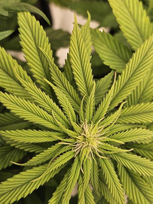 Cherry Dream - Kannabia - Winter Grow. Week 9