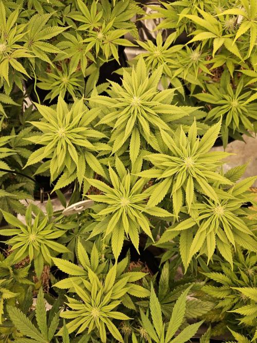 Cherry Dream - Kannabia - Winter Grow. Week 9
