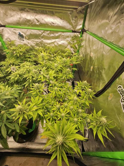Hellfire OG - Kannabia - Winter Grow. Week 9