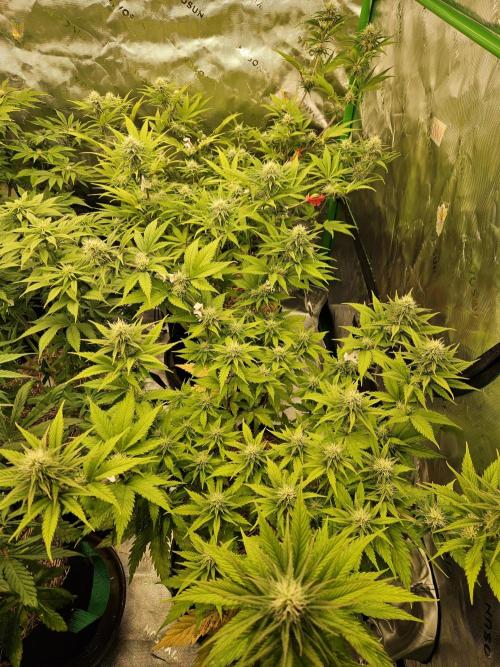Hellfire OG - Kannabia - Winter Grow. Week 9