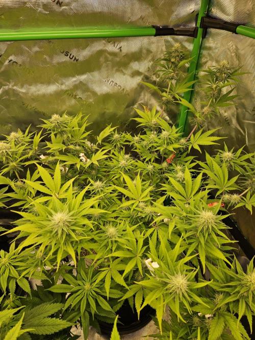 Hellfire OG - Kannabia - Winter Grow. Week 9