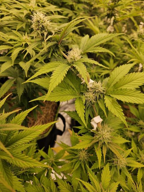Hellfire OG - Kannabia - Winter Grow. Week 9