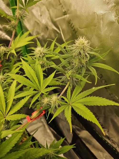 Hellfire OG - Kannabia - Winter Grow. Week 9