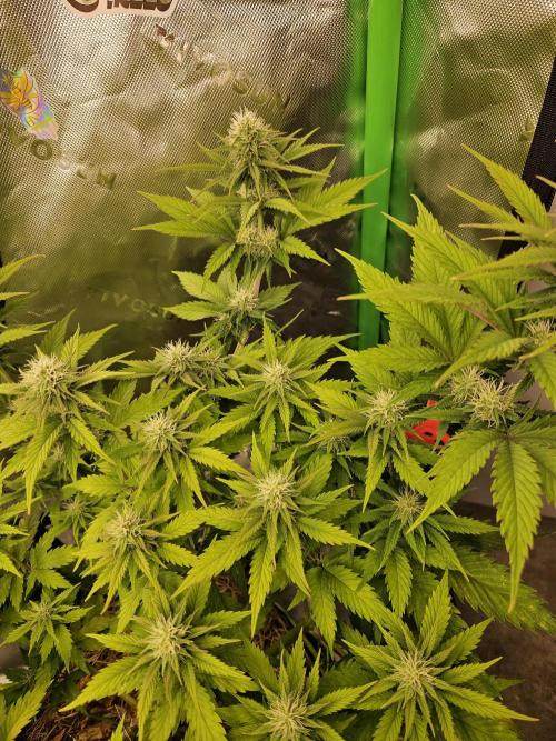 Hellfire OG - Kannabia - Winter Grow. Week 9