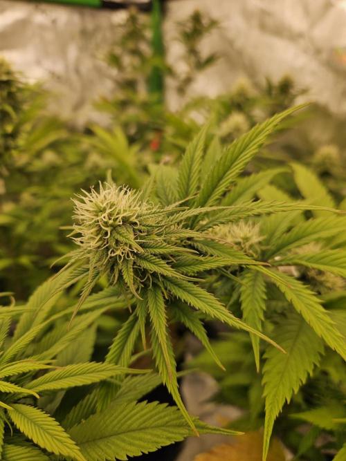 Hellfire OG - Kannabia - Winter Grow. Week 9