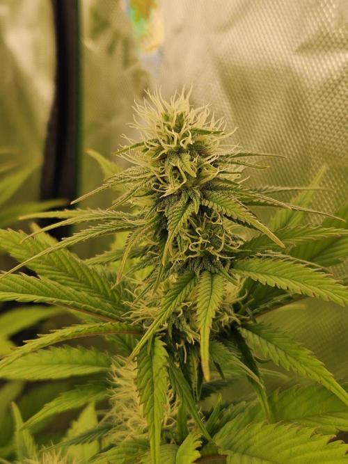 Hellfire OG - Kannabia - Winter Grow. Week 9