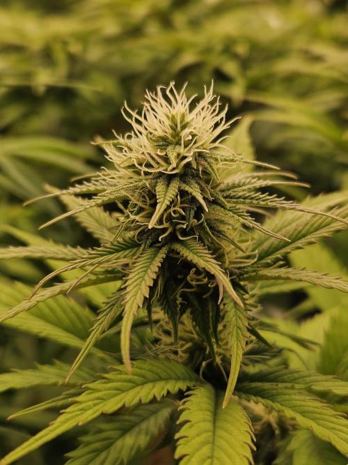 Hellfire OG - Kannabia - Winter Grow. Week 9
