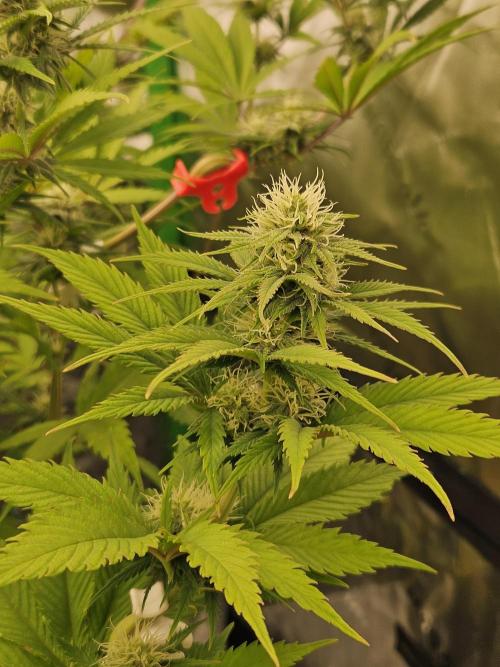 Hellfire OG - Kannabia - Winter Grow. Week 9