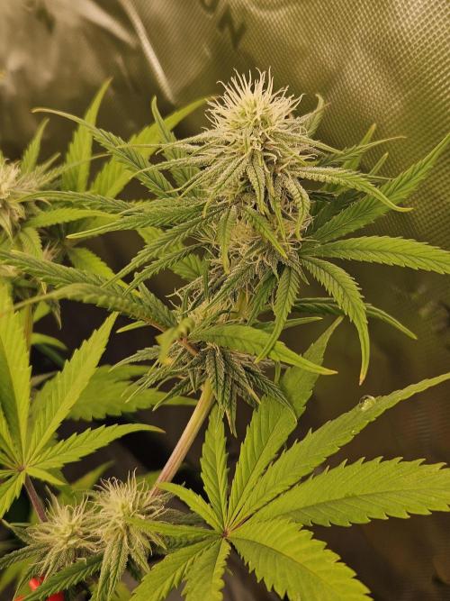 Hellfire OG - Kannabia - Winter Grow. Week 9