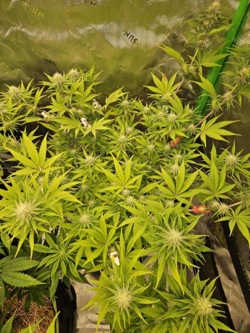 Hellfire OG - Kannabia - Winter Grow. Week 9