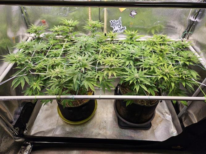 Honeycomp Pave - Compound - Winter Grow. Week 9