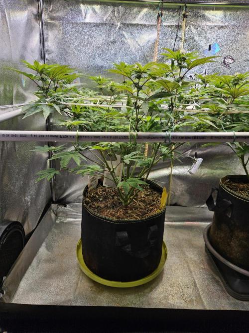 Honeycomp Pave - Compound - Winter Grow. Week 9