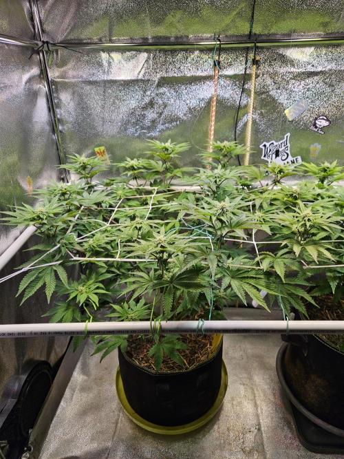 Honeycomp Pave - Compound - Winter Grow. Week 9