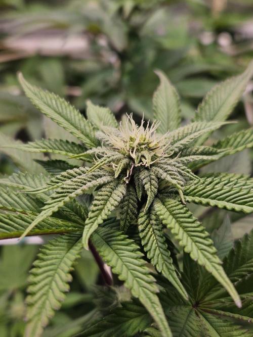 Honeycomp Pave - Compound - Winter Grow. Week 9