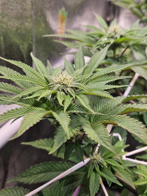 Honeycomp Pave - Compound - Winter Grow. Week 9