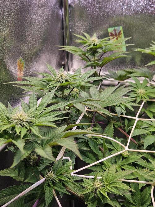 Honeycomp Pave - Compound - Winter Grow. Week 9