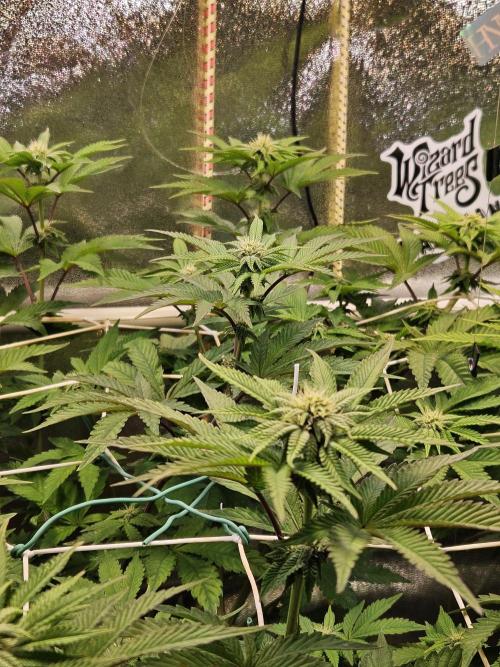 Honeycomp Pave - Compound - Winter Grow. Week 9